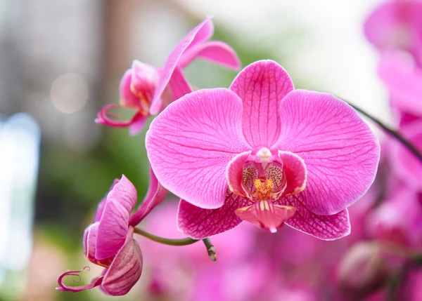 Flores violetas da orquídea — Fotografia de Stock