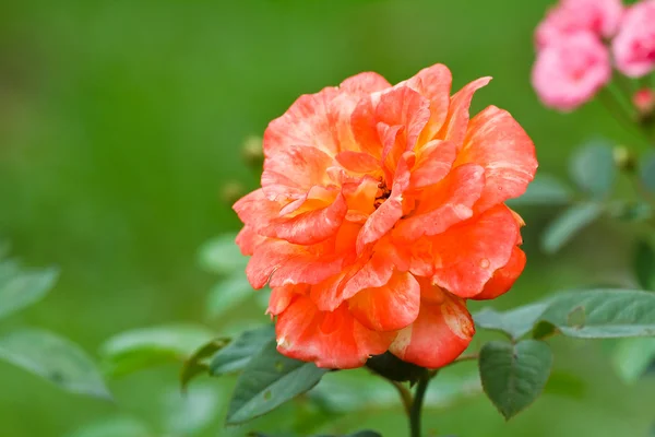 Krásné červené růže — Stock fotografie