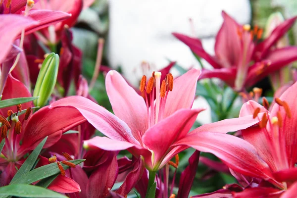 Vacker rosa lily närbild — Stockfoto