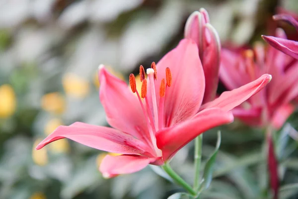 Bella giglio rosa da vicino — Foto Stock