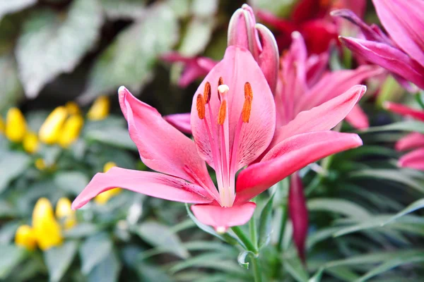 Mooie roze lily close-up — Stockfoto