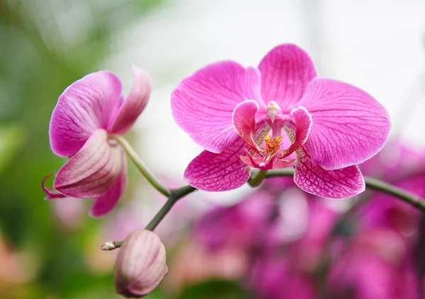 Fleurs d'orchidée violette — Photo