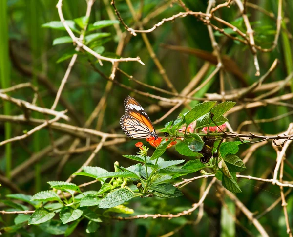 Motyl na kwiatku. — Zdjęcie stockowe