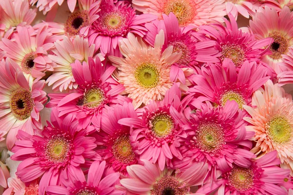 Chrysant bloemen — Stockfoto