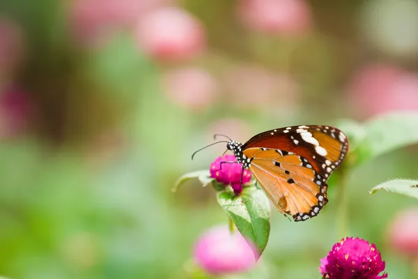 Mariposa en una flor. — Foto de Stock