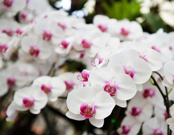 Beyaz çiçek orkide — Stok fotoğraf