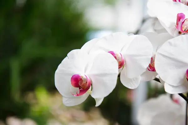Witte bloemen orchideeën — Stockfoto