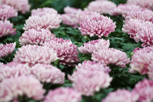 Chrysanthème d'automne rose — Photo