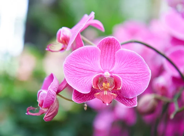 Violet Orchid flowers — Stock Photo, Image