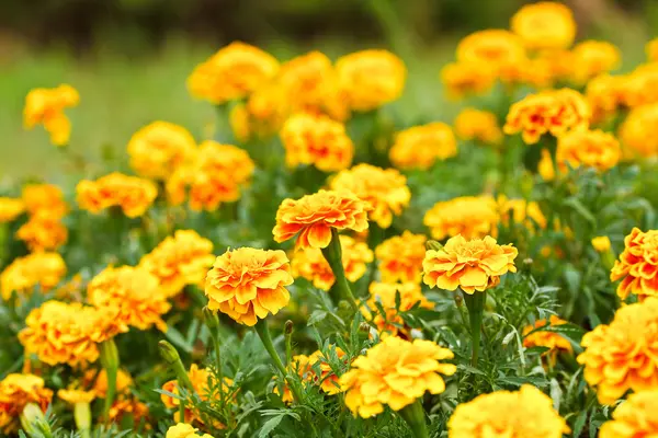 Flor de calêndula amarela no jardim . — Fotografia de Stock