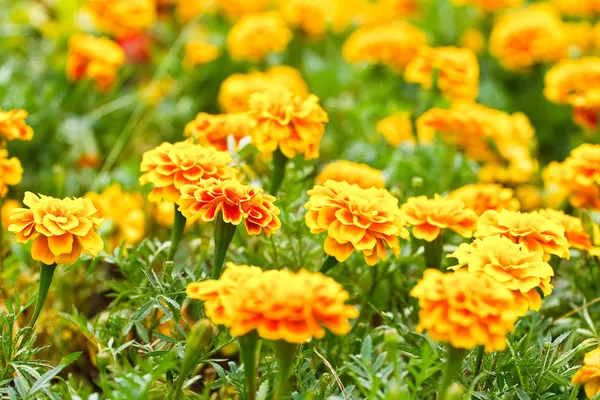 Flor de calêndula amarela no jardim . — Fotografia de Stock