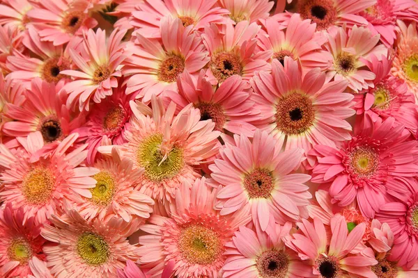 Chrysant bloemen — Stockfoto