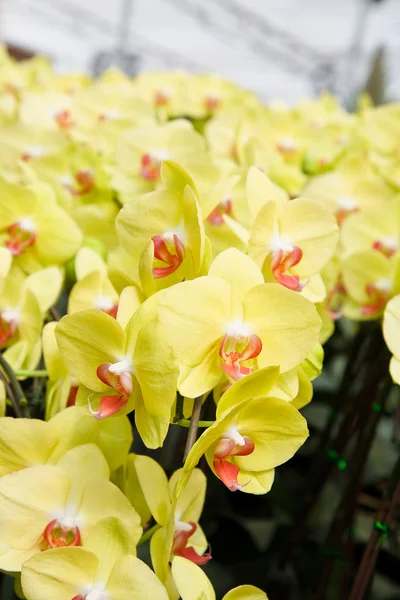 Yellow orchid flowers — Stock Photo, Image