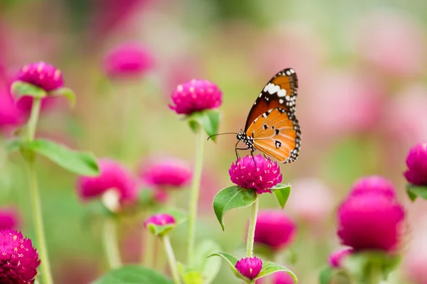 Motyl na kwiatku. — Zdjęcie stockowe