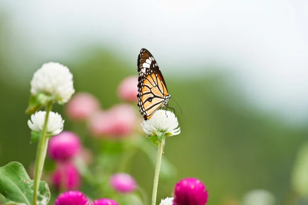 Motyl na kwiatku. — Zdjęcie stockowe