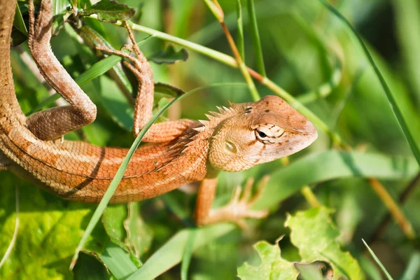 Ödlor i thailand. — Stockfoto