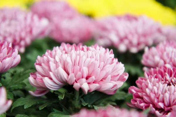 Pink autumn chrysanthemum — Stock Photo, Image