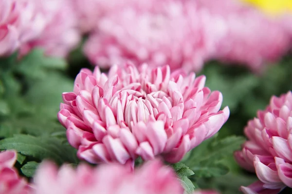 Růžová podzimní chryzantémy — Stock fotografie