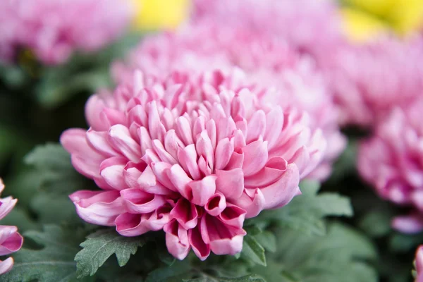 Roze herfst chrysant — Stockfoto