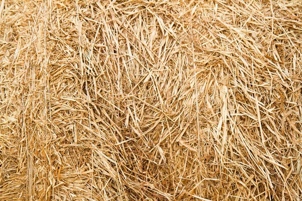 Straw texture background — Stock Photo, Image