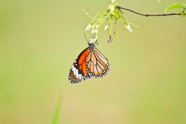 Çiçekteki kelebek.