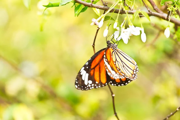 Motyl na kwiatku. — Zdjęcie stockowe