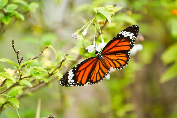 Motyl na kwiatku. — Zdjęcie stockowe