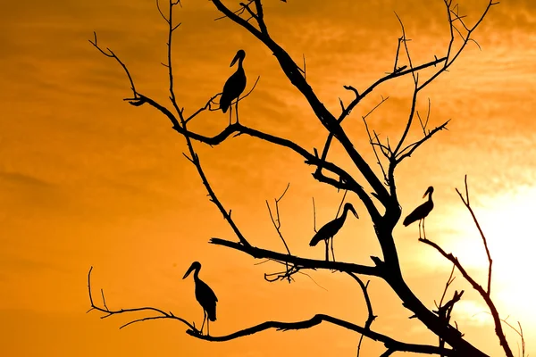 Fågel på trädet i kväll. — Stockfoto