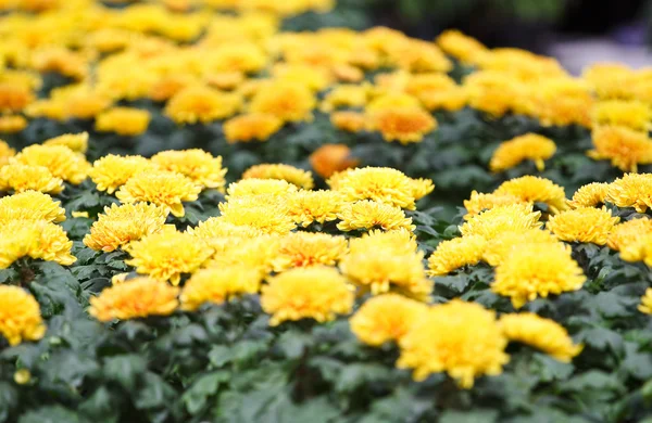 Chrysanthème jaune automnal — Photo