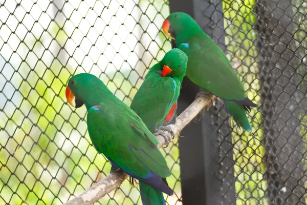 Parrot — Stock Photo, Image