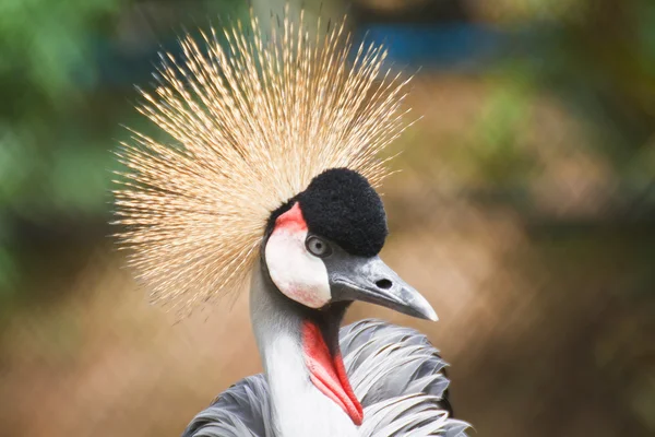 Corona de cabeza de grúa . — Foto de Stock