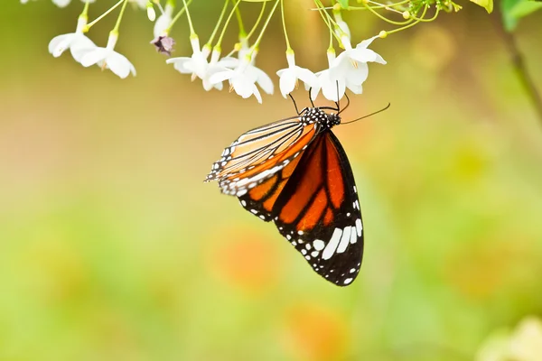 Vlinder op een bloem. — Stockfoto