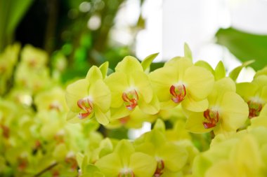 Sarı orkide çiçek