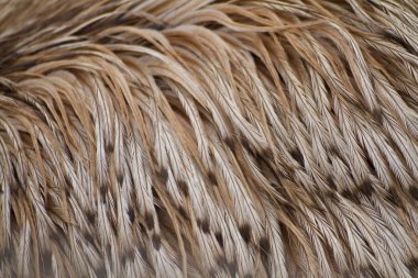 huysuz emu kuşu closeup çekim