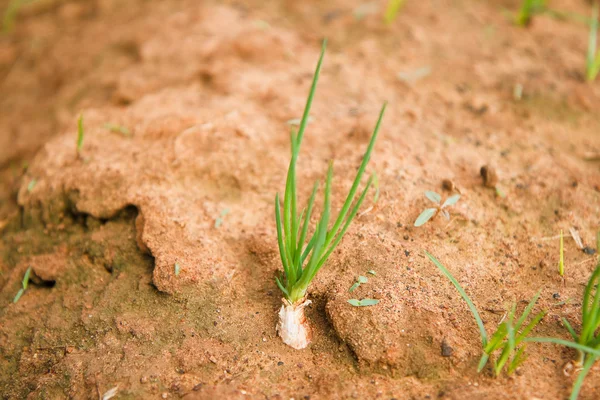 Plantacji cebuli — Zdjęcie stockowe