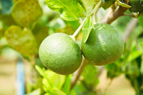 Grapefruit on the tree. — Stock Photo, Image