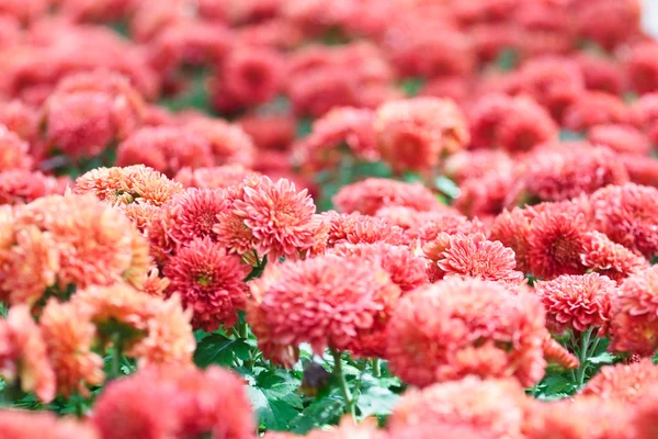 Roze chrysant. — Stockfoto