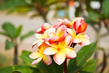 Frangipani çiçekler.