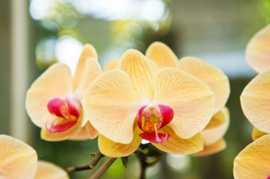 Sarı orkide çiçek