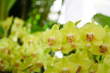 Sarı orkide çiçek