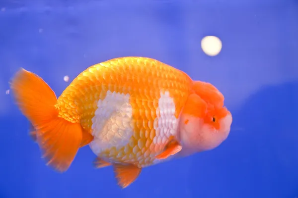 Goldfish — Stock Photo, Image