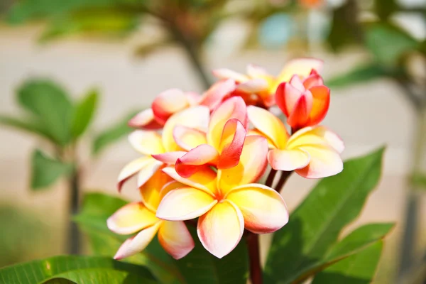 Frangipani çiçekler. — Stok fotoğraf