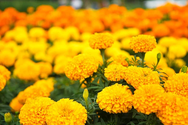 Marigold — Stock Photo, Image