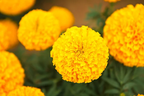 Marigold — Stock Photo, Image