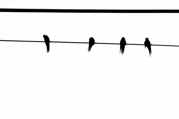 Uccello su un filo — Foto Stock