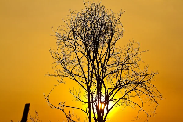 Tree of the evening. — Stock Photo, Image