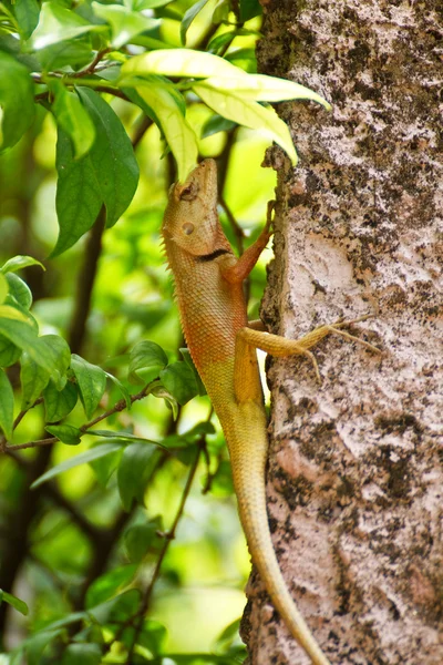 Lizards in Thailand. — Stock Photo, Image