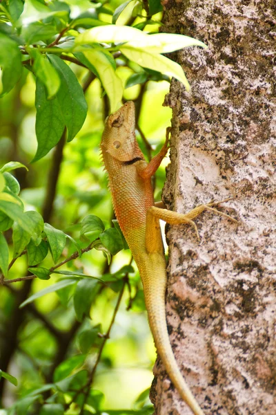 Ödlor i thailand. — Stockfoto