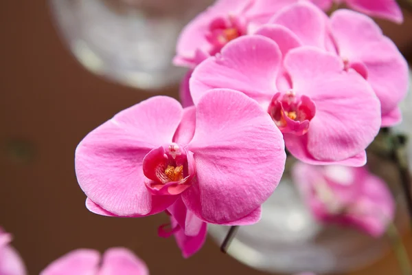 Violet Orchid flowers — Stock Photo, Image