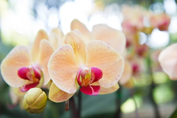Yellow orchid flowers — Stock Photo, Image